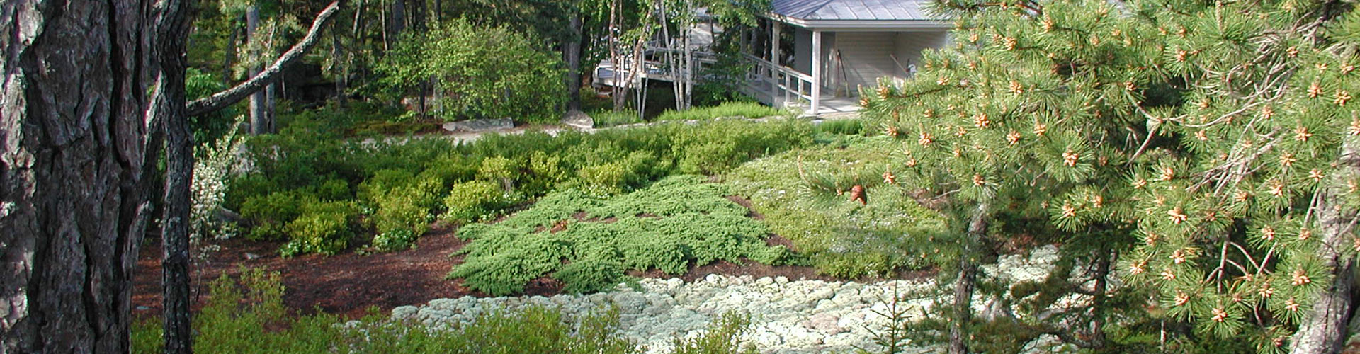 about-page-strip-at-bottom Landscape design, native Maine plant life, ferns, moss, fir trees, pine tree
